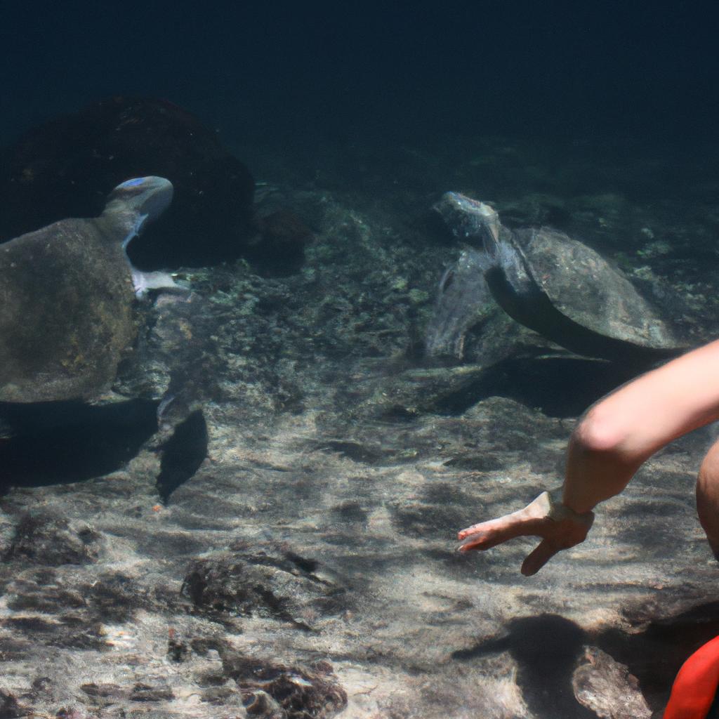 Person observing turtle courtship behavior