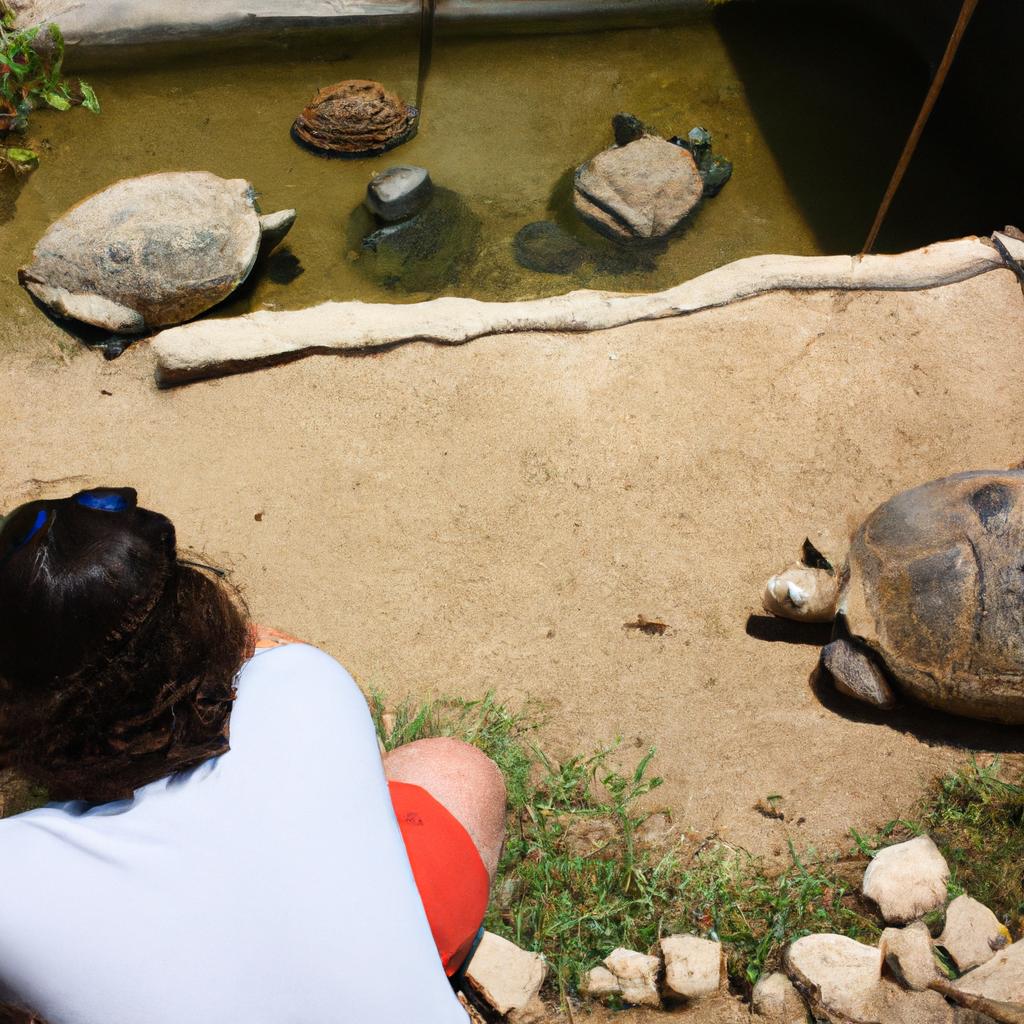 Person observing turtle and tortoise