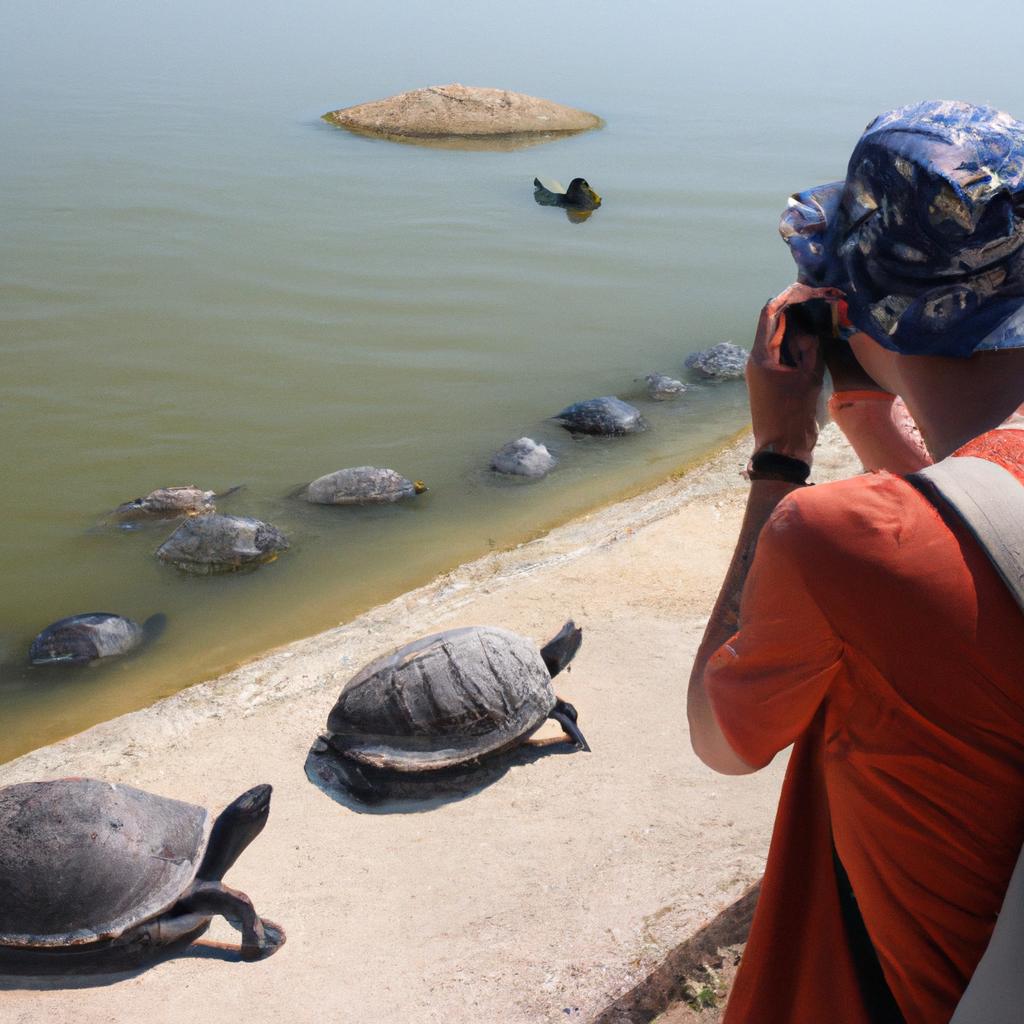 Person observing turtle behavior outdoors